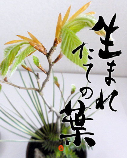 yose1.jpg